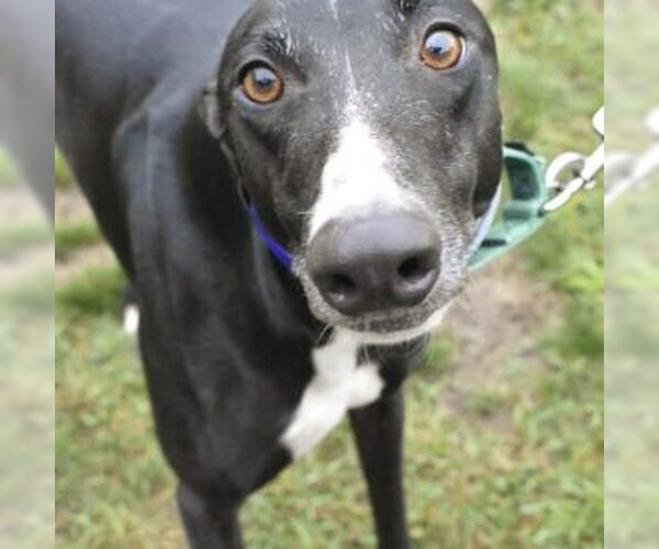 Medium Photo #1 Greyhound Puppy For Sale in Grandville, MI, USA
