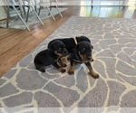 Small #3 Doberman Pinscher