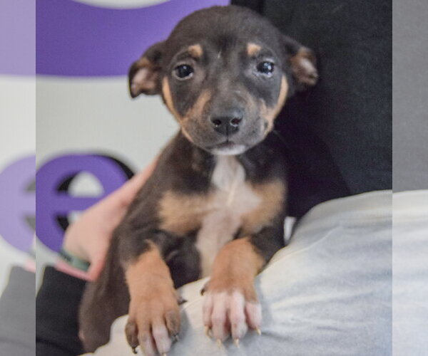 Medium Photo #5 Jack Russell Terrier-Unknown Mix Puppy For Sale in Huntley, IL, USA