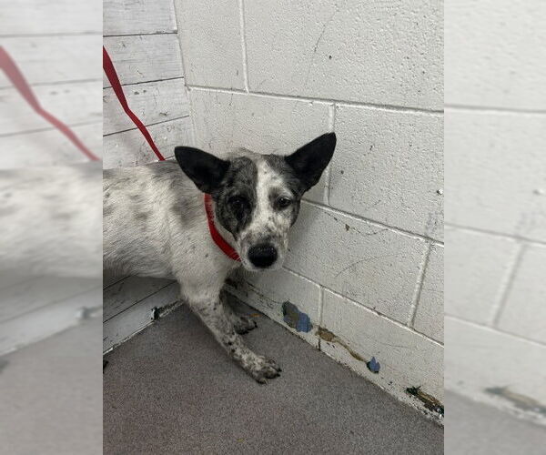 Medium Photo #1 Mutt Puppy For Sale in San Bernardino, CA, USA