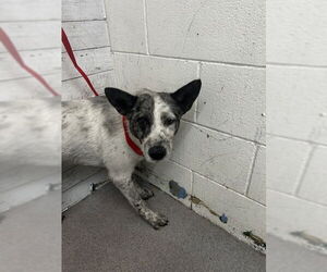 Mutt Dogs for adoption in San Bernardino, CA, USA