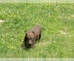 Small Photo #12 Labrador Retriever Puppy For Sale in RAYMOND, IL, USA