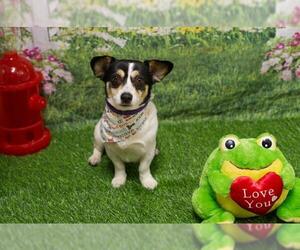 Chihuahua-Unknown Mix Dogs for adoption in Placerville, CA, USA