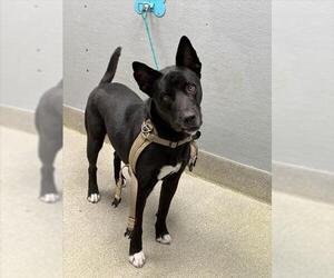 Mutt Dogs for adoption in Las Vegas, NV, USA