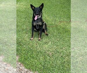 German Shepherd Dog-Unknown Mix Dogs for adoption in Rosenberg, TX, USA