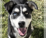 Small Siberian Husky Mix