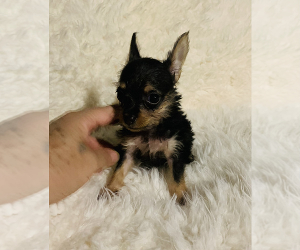 Medium Photo #3 Chorkie Puppy For Sale in LA SIERRA, CA, USA