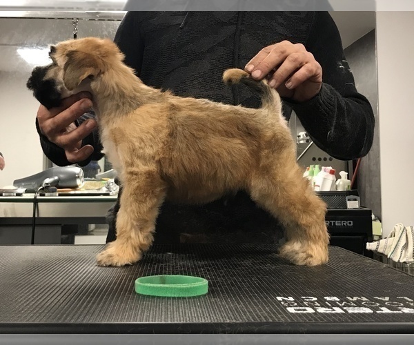 Medium Photo #5 Soft Coated Wheaten Terrier Puppy For Sale in Debrecen, Hajdu-Bihar, Hungary