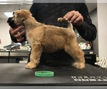 Small Photo #5 Soft Coated Wheaten Terrier Puppy For Sale in Debrecen, Hajdu-Bihar, Hungary