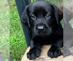 Puppy Nunny girl Labrador Retriever