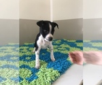 Puppy 2 Jack-Rat Terrier