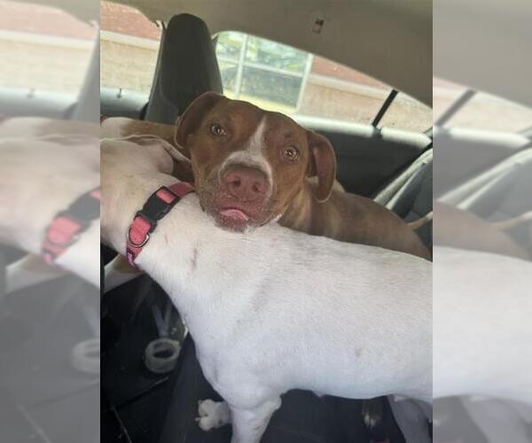 Medium Photo #1 American Staffordshire Terrier Puppy For Sale in San Antonio, TX, USA