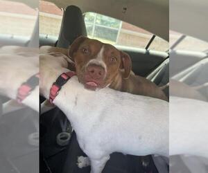 American Staffordshire Terrier Dogs for adoption in San Antonio, TX, USA