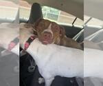 Small American Staffordshire Terrier