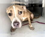 Small American Pit Bull Terrier