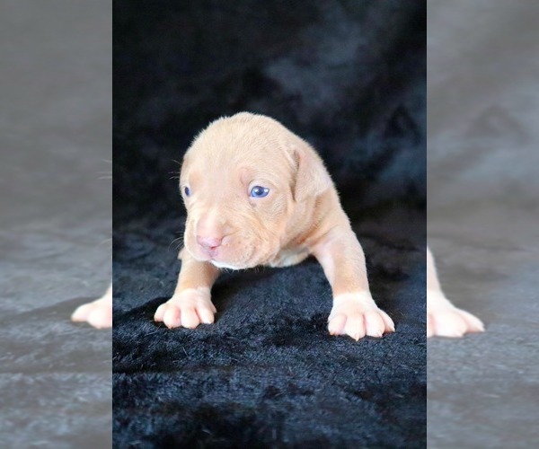 Medium Photo #19 American Bully Puppy For Sale in PALMDALE, CA, USA