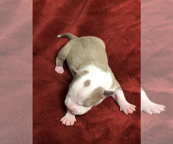 Medium Photo #1 American Pit Bull Terrier Puppy For Sale in FRESNO, CA, USA