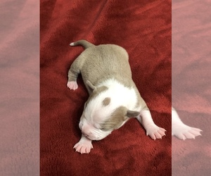 American Pit Bull Terrier Puppy for sale in FRESNO, CA, USA