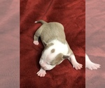 Small Photo #1 American Pit Bull Terrier Puppy For Sale in FRESNO, CA, USA