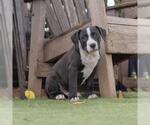 Small #4 Labrador Retriever Mix