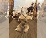 Small Photo #4 Aussie-Corgi Puppy For Sale in LUBBOCK, TX, USA