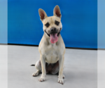 Small #2 French Bulldog Mix