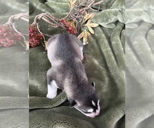 Medium Siberian Husky