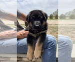 Small #2 German Shepherd Dog