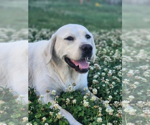 Labrador Retriever Puppy for sale in WELLMAN, IA, USA
