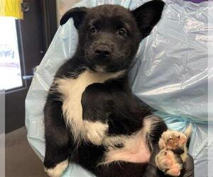 German Shepherd Dog Dogs for adoption in Stockton, CA, USA