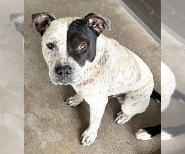 Medium Photo #1 American Pit Bull Terrier Puppy For Sale in San Bernardino, CA, USA