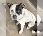 Small American Pit Bull Terrier