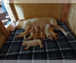 Small Photo #10 American Bulldog Puppy For Sale in SAINT CATHARINE, MO, USA
