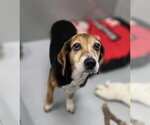 Small #1 Beagle