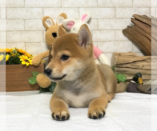 Medium Photo #6 Shiba Inu Puppy For Sale in SACRAMENTO, CA, USA