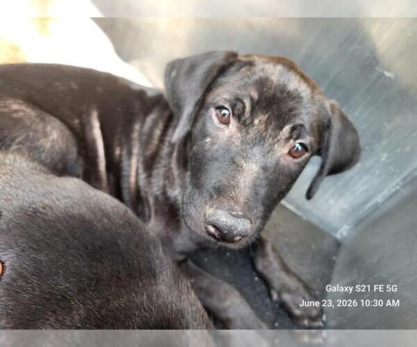 Medium Photo #1 American Staffordshire Terrier-Unknown Mix Puppy For Sale in San Antonio, TX, USA