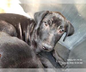 American Staffordshire Terrier-Unknown Mix Dogs for adoption in San Antonio, TX, USA