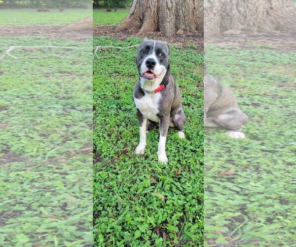 Medium Photo #6 Mutt Puppy For Sale in Katy, TX, USA