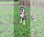 Small #5 Mutt