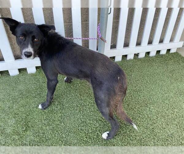 Medium Photo #1 Border Collie-Unknown Mix Puppy For Sale in Modesto, CA, USA