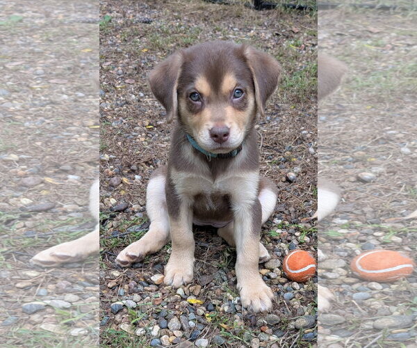 Medium Photo #1 Labrador Retriever-Unknown Mix Puppy For Sale in Des Moines, IA, USA