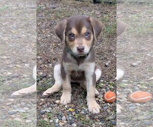 Labrador Retriever-Unknown Mix Dogs for adoption in Des Moines, IA, USA