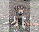 Stormy - Female Labrador Retriever-Unknown Mix Dog for Adoption - Small photo