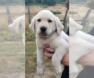 Labrador Retriever Puppy for Sale in OLYMPIA, Washington USA
