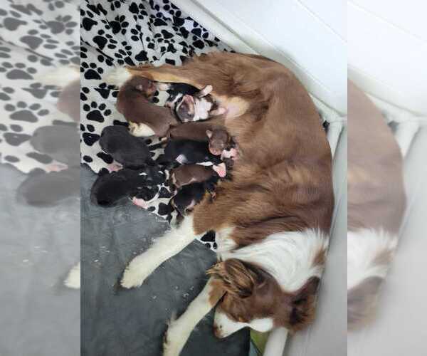 Medium Photo #1 Australian Retriever-Australian Shepherd Mix Puppy For Sale in BEAVERDAM, VA, USA