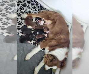 Australian Retriever-Australian Shepherd Mix Puppy for Sale in BEAVERDAM, Virginia USA