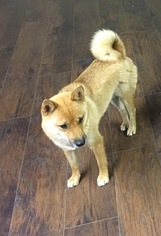 Father of the Shiba Inu puppies born on 05/19/2018