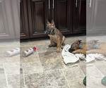 Small Photo #13 Belgian Malinois Puppy For Sale in HOUSTON, TX, USA