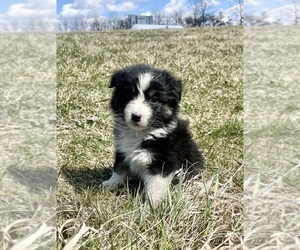 Australian Shepherd Puppy for sale in LODA, IL, USA