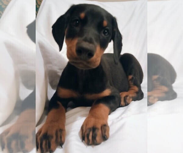 Medium Photo #3 Doberman Pinscher Puppy For Sale in TRAVELERS REST, SC, USA